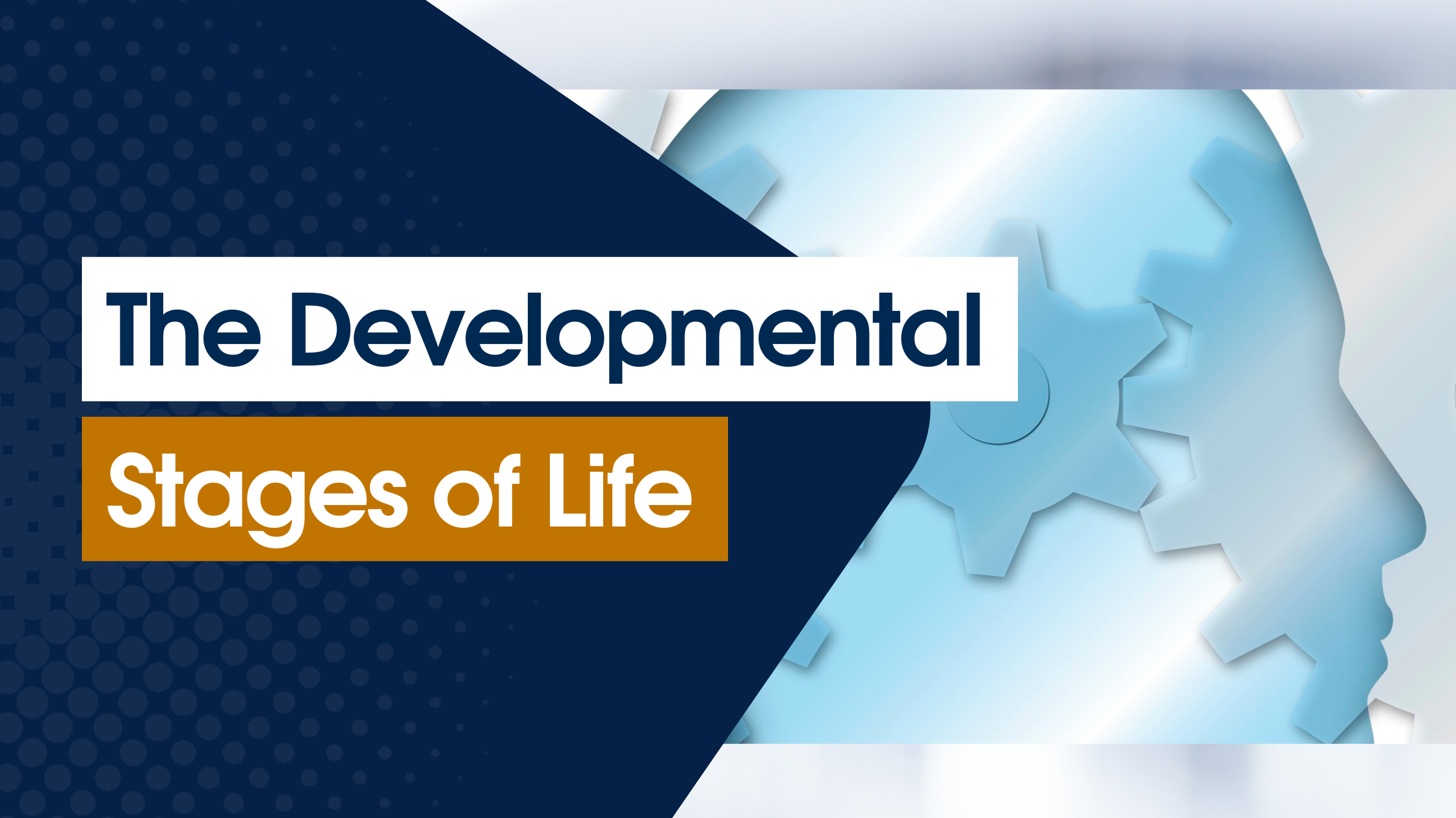 The Developmental Stages of Life AuRNPathway